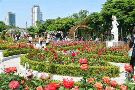 서울장미축제: 꽃보다 더 아름다운 도시의 이야기